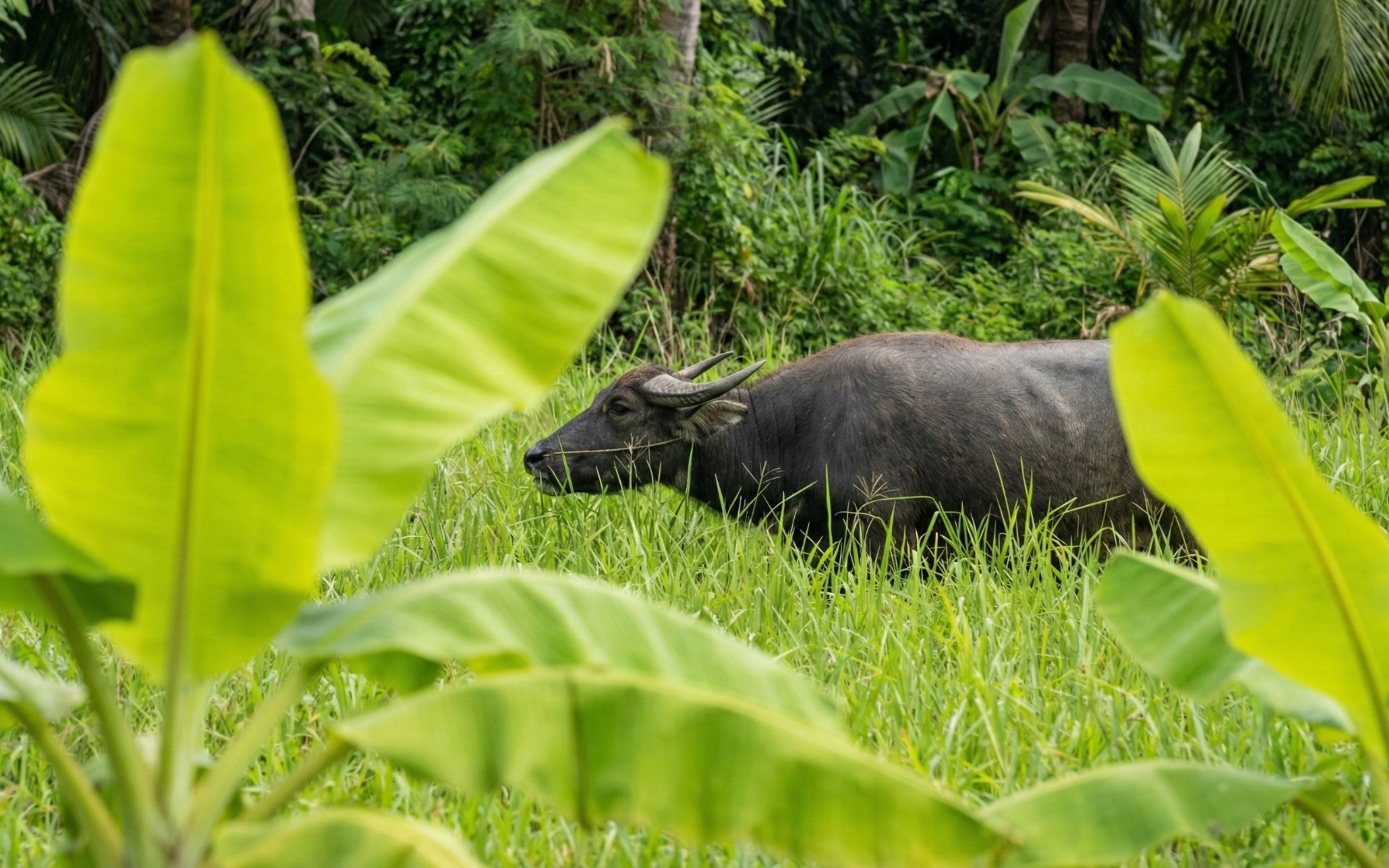 Water buffalo grazing in lush green field
